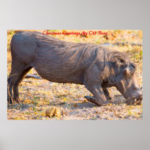 Kerstgroeten Mijn oude Boar Poster