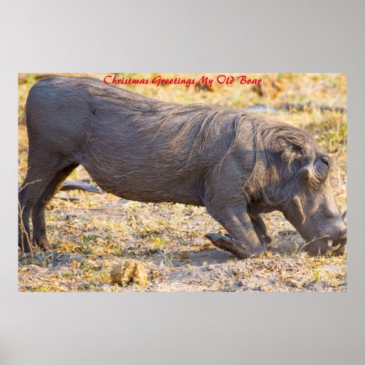 Kerstgroeten Mijn oude Boar Poster (Voorkant)