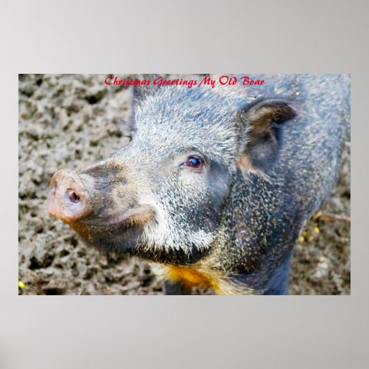 Kerstgroeten Mijn oude Boar Poster (Voorkant)