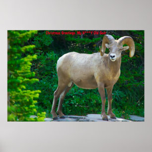 Kerstgroeten M'n honinggeit Poster