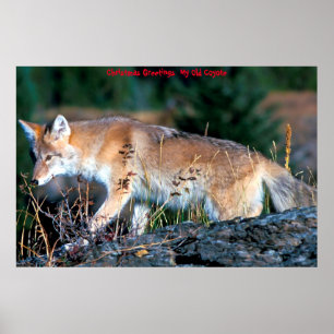 Kerstgroeten van mijn oude Coyote Poster