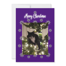 kerstkaart met een tuxedo-kat op de boom.