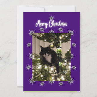 kerstkaart met een tuxedo-kat op de boom.