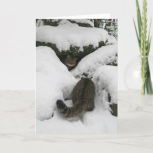 Kerstkaart - Schotse wilde kat 7 Feestdagen Kaart