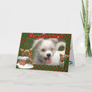 Kerstkaart voor rendierfoto's feestdagen kaart