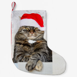 Kerstkat Humbug Foto Kleine Kerstsok