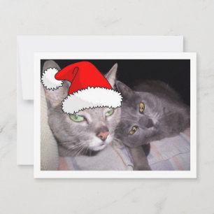 kerstkatten feestdagenkaart