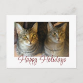 Kerstkatten Kutten Rood Manuscript Feestdagenkaart (Voorkant)