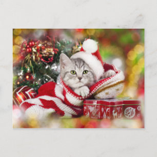 Kerstkitten met kerstmuts feestdagenkaart