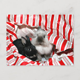 Kerstkonijntjes Feestdagenkaart