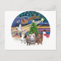 Kerstmagie - 3 Cavia's