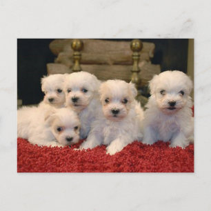 KerstMaltese Puppies Feestdagenkaart