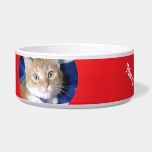 Kerstmis, Beste Kat Aller Tijden , Kat Foto , Voerbakje