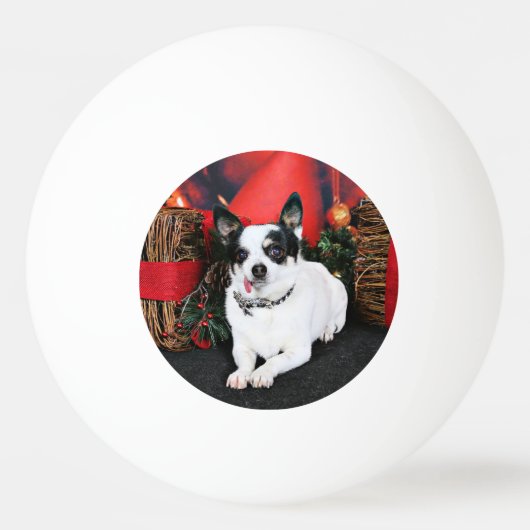Kerstmis - Chihuahua X - Stella Pingpongballen (Achterkant)