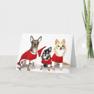 Kerstmis Chihuahuas Feestdagen Kaart