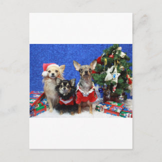 Kerstmis Chihuahuas Feestdagenkaart