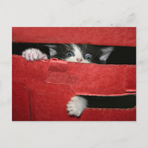 Kerstmis Feestdagenkaart