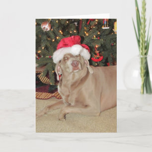 Kerstmis in Rain - Weimaraner Dog-kerstKaart Feestdagen Kaart