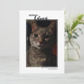 Kerstmis Kattenhuisdier Foto Vakantiewenskaart Feestdagenkaart (Staand voorkant)