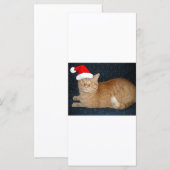Kerstmis Oranje Tabby Cat (Voorkant / Achterkant)