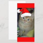 Kerstmis Oranje Tabby Kitten (Voorkant / Achterkant)