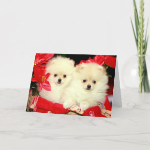 Kerstmis Pomeranians Feestdagen Kaart