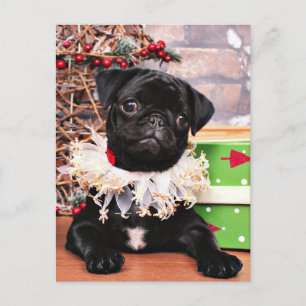 Kerstmis - Pug - Daisy Mae Feestdagenkaart