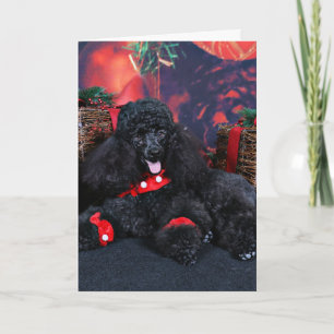 Kerstmis - Toby - Poodle Feestdagen Kaart
