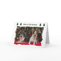 Kerstmis van Chihuahua