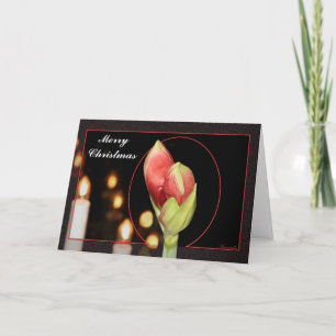 Kerstmis van de amaryllis feestdagen kaart