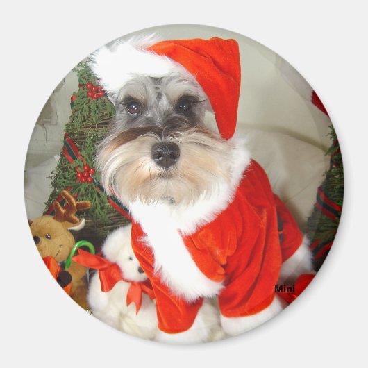 Kerstmis X'Mas miniatuur Schnauzer Magneet (Voorkant)