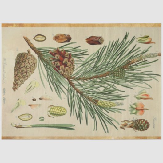 Kerstpine-ontkoppelingstok Tissuepapier (Voorkant)