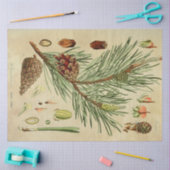 Kerstpine-ontkoppelingstok Tissuepapier (Craft)