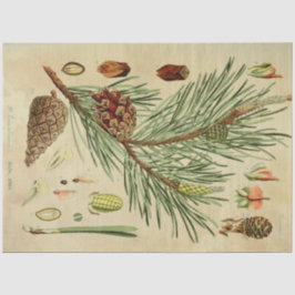 Kerstpine-ontkoppelingstok Tissuepapier