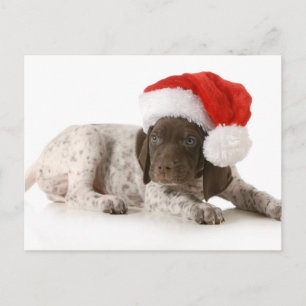 Kerstpuppy - Duitse Kortharige Pointer Feestdagenkaart