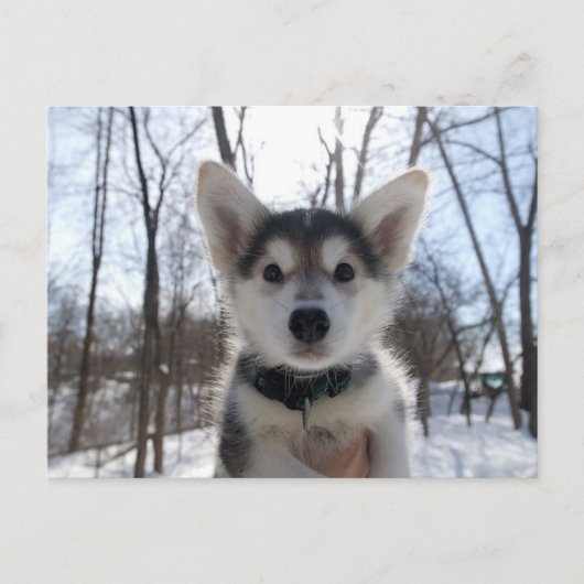 kerstpuppy feestdagenkaart (Voorkant)