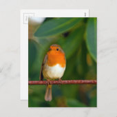 KerstRobin Feestdagenkaart (Voorkant / Achterkant)