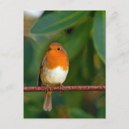 KerstRobin Feestdagenkaart