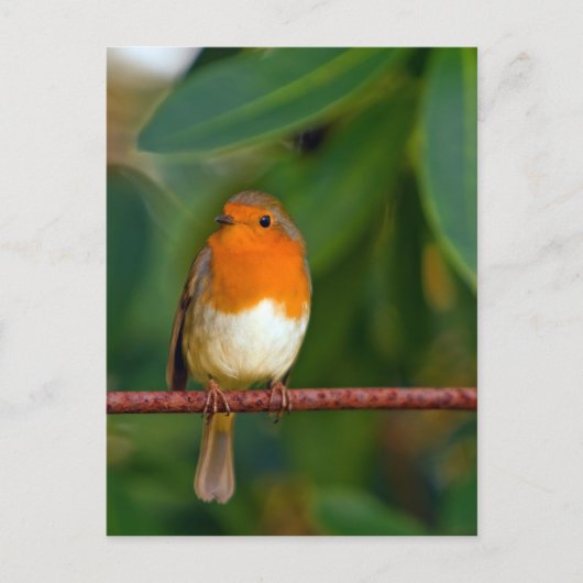 KerstRobin Feestdagenkaart (Voorkant)