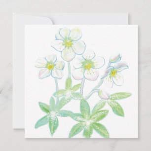 Kerstroos, Helleborus niger Kaart