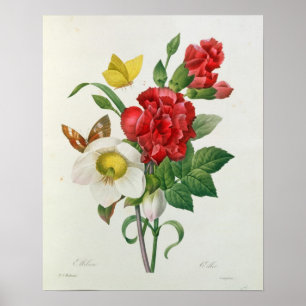 KerstRoos, Helleborus niger Poster