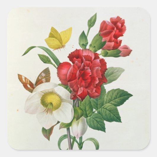 KerstRoos, Helleborus niger Vierkante Sticker (Voorkant)