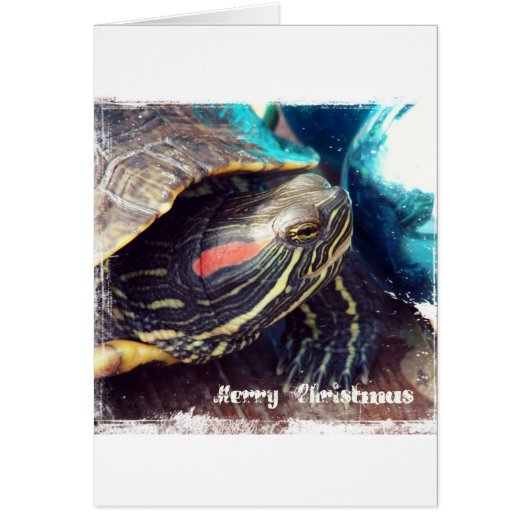 kerstschildpad (Voorkant)
