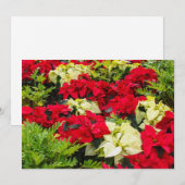 Kerstster (kerstbloem) feestdagenkaart (Voorkant / Achterkant)