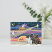 Kerstster - Newfoundland (drie) Feestdagenkaart (Staand voorkant)