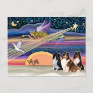 Kerstster - Shetland Sheepdogs (drie) Feestdagenkaart