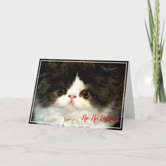 Kerstvakantie zwart witte pluizige Kitten Kaart (Voorkant)
