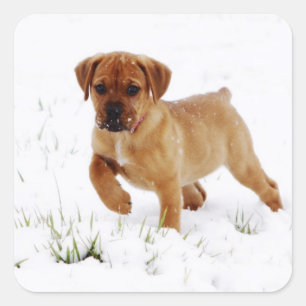 Kerstwinterpuppy Vierkante Sticker