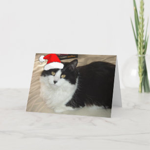 Kerstzwart en witte kat feestdagen kaart