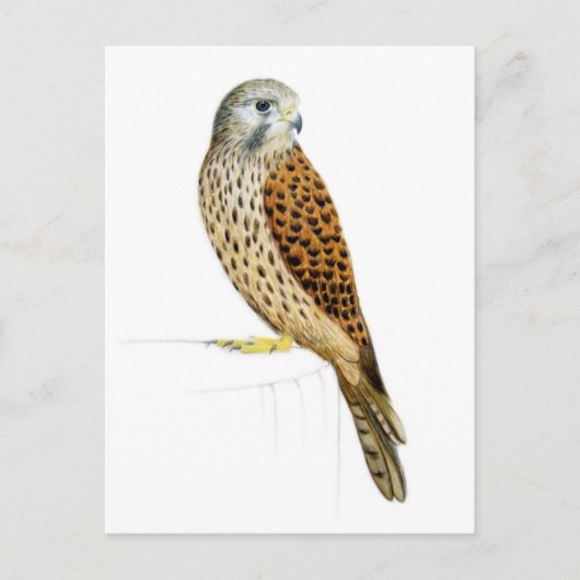 Kestrel 2011 briefkaart (Voorkant)